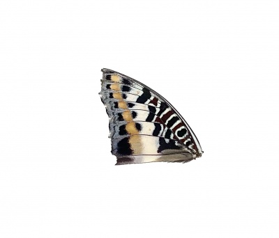 CHARAXES SP FRONT WING