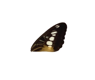 PARTHENOUS SYLVIA FRONT WING (BROWN)