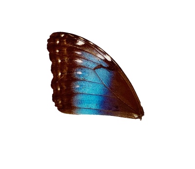 MORPHO PELEIDES FRONT WING (B)