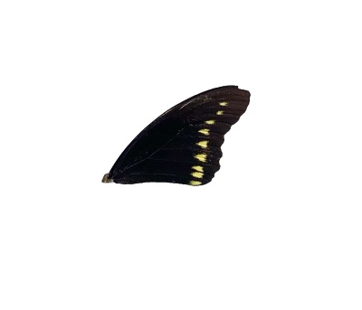 BATTUS POLYDAMAS FRONT WING