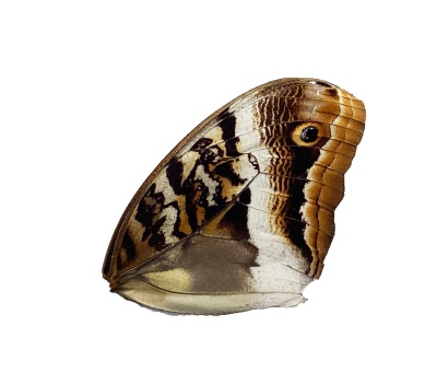 caligo atreus front wing